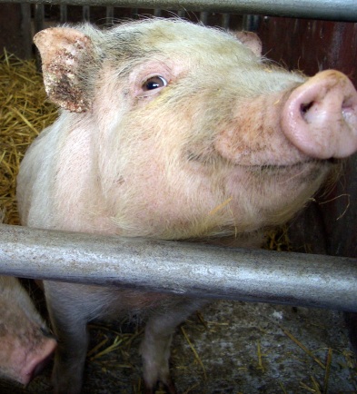 Photo of pig by titanium22.